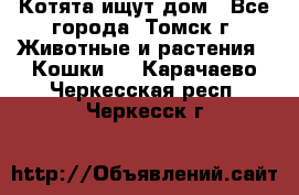 Котята ищут дом - Все города, Томск г. Животные и растения » Кошки   . Карачаево-Черкесская респ.,Черкесск г.